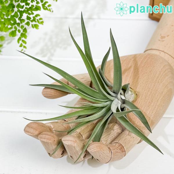 エアプランツ チランジア ブラキカウロス Sサイズ Tillandsia エアープランツ ティランジア ブロメリア プランチュ Yahoo 店 通販 Yahoo ショッピング