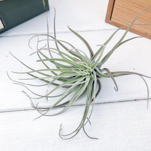 エアプランツ チランジア ベリッキアーナ Sサイズ Tillandsia エアープランツ ティランジア ブロメリア 5000 プランチュ Yahoo 店 通販 Yahoo ショッピング