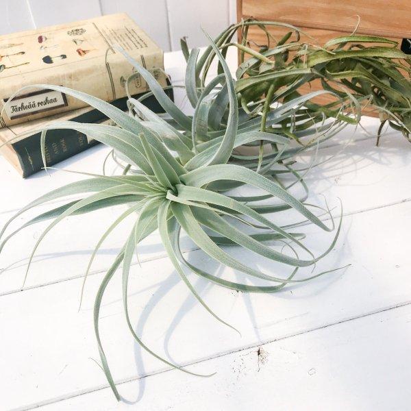 エアプランツ チランジア ストラミネア トールホワイト Tillandsia エアープランツ ティランジア ブロメリア 5000 プランチュ Yahoo 店 通販 Yahoo ショッピング