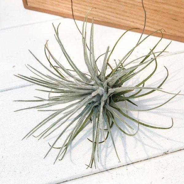 エアプランツ チランジア プルモーサ Tillandsia エアープランツ ティランジア ブロメリア プランチュ Yahoo 店 通販 Yahoo ショッピング
