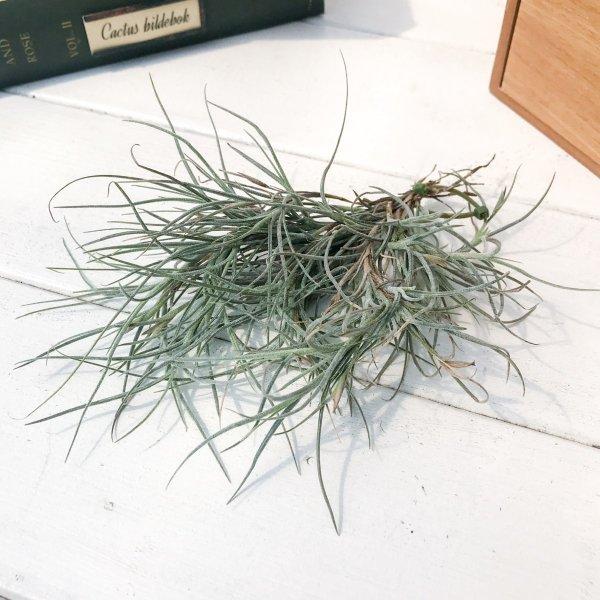 エアプランツ チランジア キンバリー Tillandsia エアープランツ ティランジア ブロメリア プランチュ Yahoo 店 通販 Yahoo ショッピング