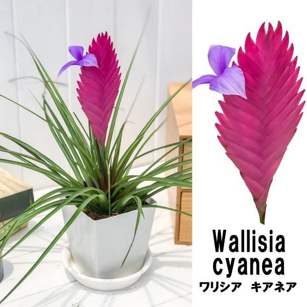 エアプランツ チランジア キアネア 4号鉢 開花株 Wallisia Cyanea Tillandsia エアープランツ ティランジア ブロメリア ワリシア Buyee Buyee 日本の通販商品 オークションの代理入札 代理購入