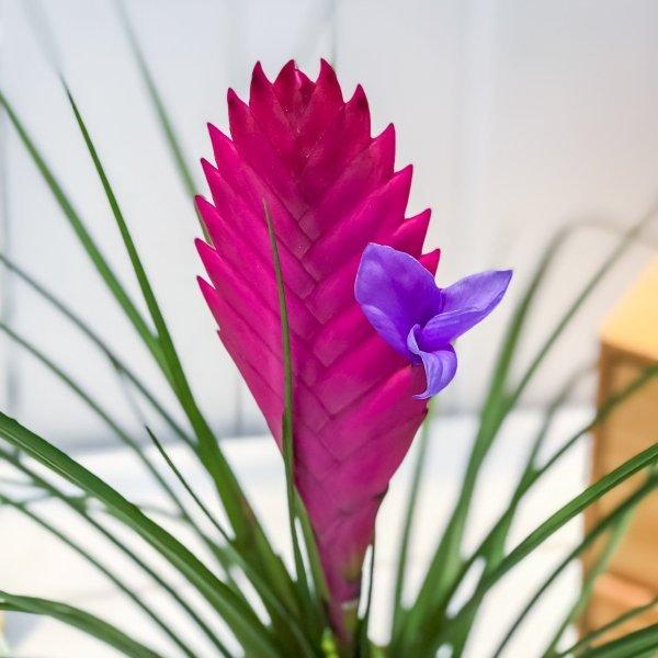 エアプランツ チランジア キアネア 4号鉢 開花株 Wallisia Cyanea Tillandsia エアープランツ ティランジア ブロメリア ワリシア Buyee Servis Zakupok Tretim Licom Buyee Pokupajte Iz Yaponii
