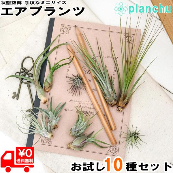 エアプランツ チランジア お試し10種セット エアープランツ ティランジア 初心者向き Tillandsia ブロメリア Buyee Buyee 日本の通販商品 オークションの代理入札 代理購入