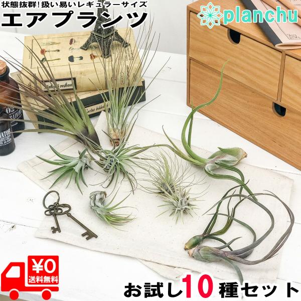エアプランツ チランジア Mサイズ 10種セット Aタイプ エアープランツ ティランジア 初心者向き Tillandsia ブロメリア ギフト プランチュ Yahoo 店 通販 Yahoo ショッピング