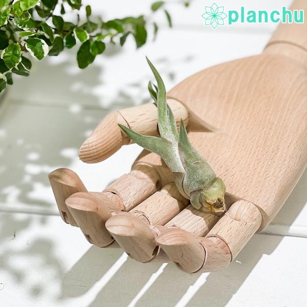 ゆうパケット発送 エアプランツ チランジア カプトメデューサエ Ssサイズ Tillandsia エアープランツ ティランジア ブロメリア プランチュ Yahoo 店 通販 Yahoo ショッピング