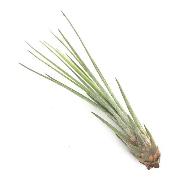 ゆうパケット発送 エアプランツ チランジア ジュンセア Ssサイズ Tillandsia エアープランツ ティランジア ブロメリア プランチュ Yahoo 店 通販 Yahoo ショッピング