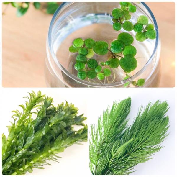 水草セット メダカ用３種 マツモ3本 アナカリス5本 浮草5個 無農薬 送料無料 Buyee Buyee 日本の通販商品 オークションの代理入札 代理購入