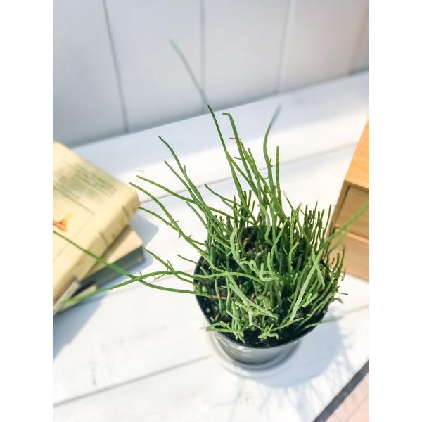 水辺植物 ミズトクサ 4号鉢 水砥草 水木賊 ビオトープ 山野草 シダ植物 Buyee Buyee Japanese Proxy Service Buy From Japan Bot Online