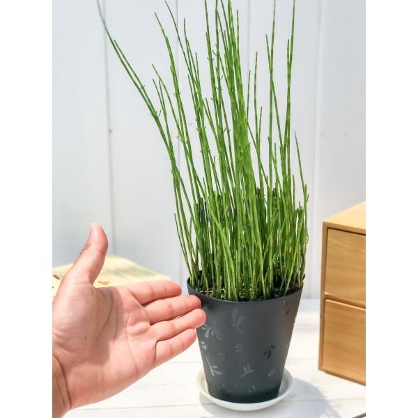 水辺植物 ミズトクサ 4号鉢 水砥草 水木賊 ビオトープ 山野草 シダ植物 Buyee Buyee Japanese Proxy Service Buy From Japan Bot Online
