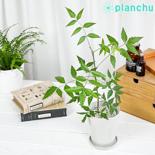 ハーブ 虫除け植物 ミラクルニーム 4号鉢 Azadirachta Indica プランチュ Yahoo 店 通販 Yahoo ショッピング