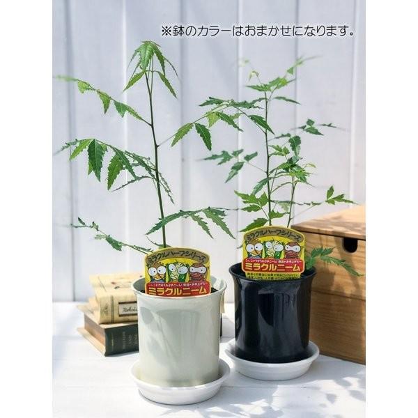 ハーブ 虫除け植物 ミラクルニーム 4号鉢 お買い得3鉢セット Azadirachta Indica Buyee Buyee Japanese Proxy Service Buy From Japan Bot Online