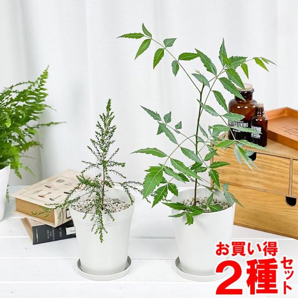 ハーブ 虫除け植物 ミラクルニーム モスキートブロッカー お買い得2種セット プランチュ Yahoo 店 通販 Yahoo ショッピング