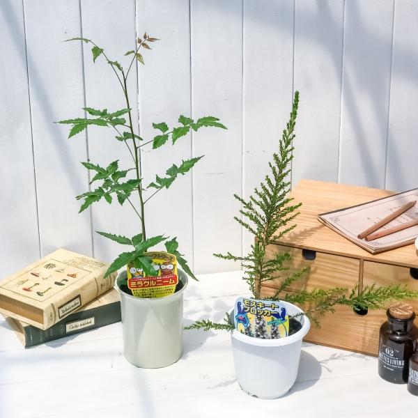 ハーブ 虫除け植物 ミラクルニーム モスキートブロッカー お買い得2種セット Buyee Buyee Japanese Proxy Service Buy From Japan Bot Online