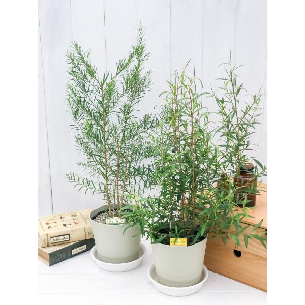 2本セット オリーブ Amp レモンティーツリー Cascavelparts Com Br