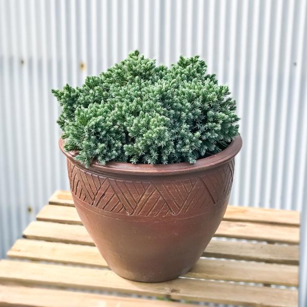 コニファー ジュニペルス ブルースター タイテラコッタ鉢植え 庭木 常緑低木 北欧スタイル グランドカバー Buyee Buyee Japanese Proxy Service Buy From Japan Bot Online