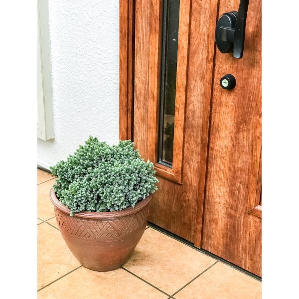 コニファー ジュニペルス ブルースター タイテラコッタ鉢植え 庭木 常緑低木 北欧スタイル グランドカバー Buyee Buyee Japanese Proxy Service Buy From Japan Bot Online