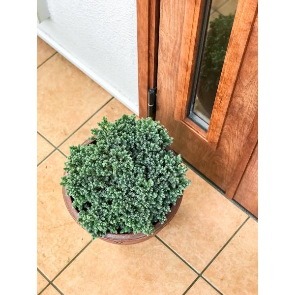 コニファー ジュニペルス ブルースター タイテラコッタ鉢植え 庭木 常緑低木 北欧スタイル グランドカバー Buyee Buyee Jasa Perwakilan Pembelian Barang Online Di Jepang