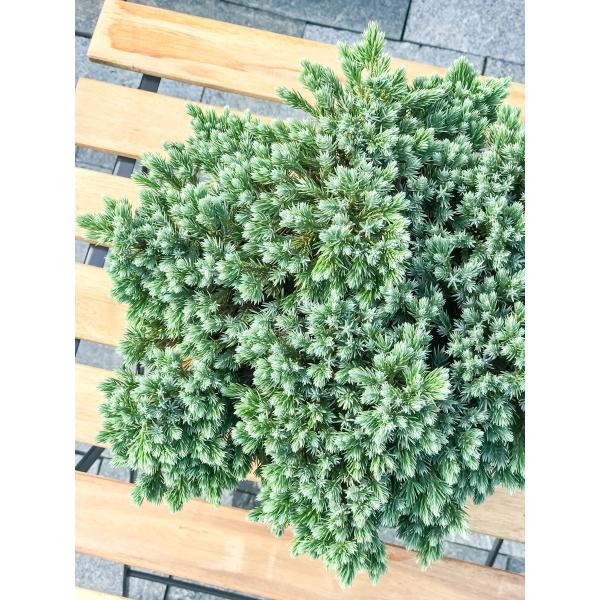コニファー ジュニペルス ブルースター タイテラコッタ鉢植え 庭木 常緑低木 北欧スタイル グランドカバー Buyee 日本代购平台 产品购物网站大全 Buyee一站式代购 Bot Online