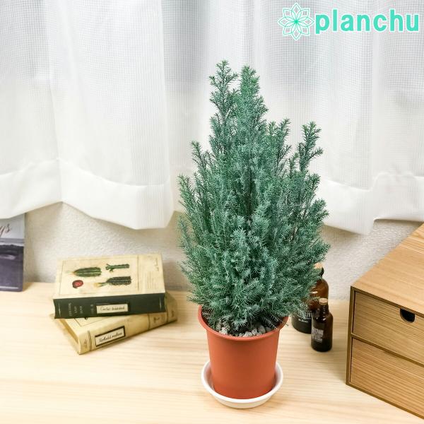 観葉植物 コニファー シルバースター 4号鉢 Chamaecyparis Lawsoniana Ellwoodii エルウッディー 庭木 植木 針葉樹 クリスマスツリー プランチュ Yahoo 店 通販 Yahoo ショッピング