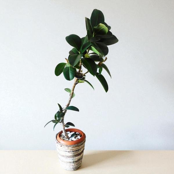 観葉植物 フィカス ソフィア 7号 鉢カバー付 Ficus elastica 'sofia