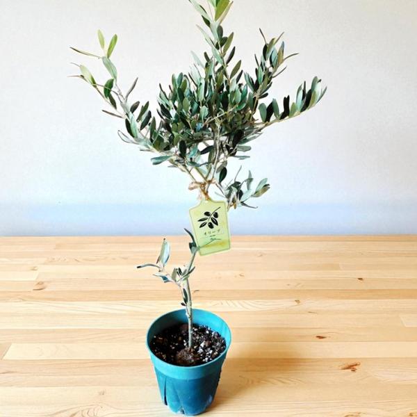 オリーブ 送料無料 オリーブの木 観葉植物 庭木 鉢植え olive 苗 