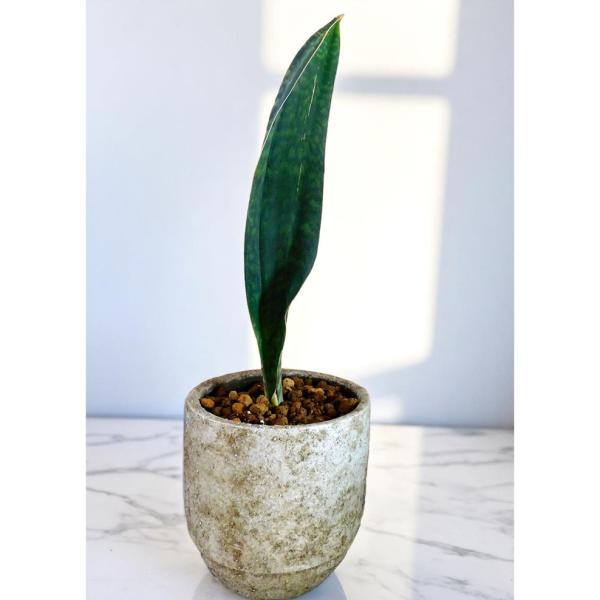 サンスベリア・マッソニアーナの魅力と育て方ガイド