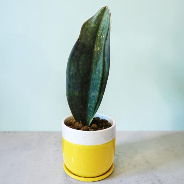 観葉植物 サンスベリア マッソニアーナ Sansevieria Masoniana 5号陶器