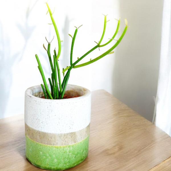 観葉植物 ミルクブッシュ green＆white 4号陶器鉢 ハイドロカルチャー