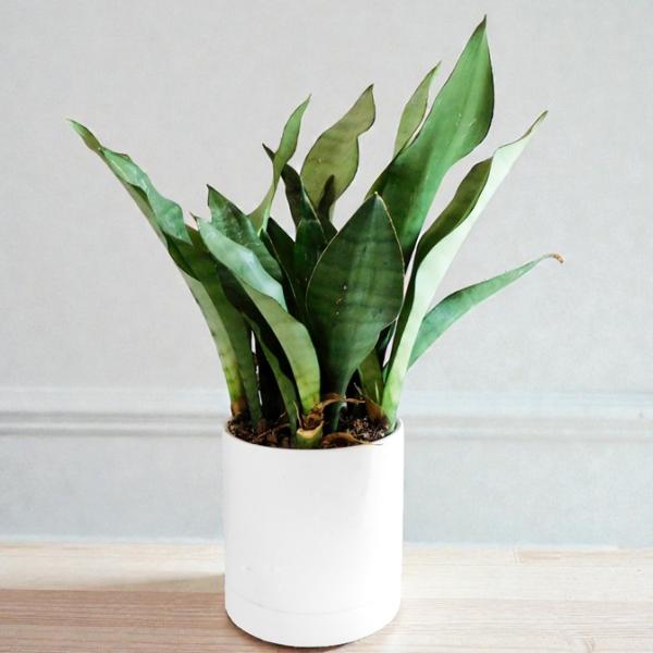 観葉植物 サンスベリア ムーンシャイン 5号鉢 ホワイト陶器鉢