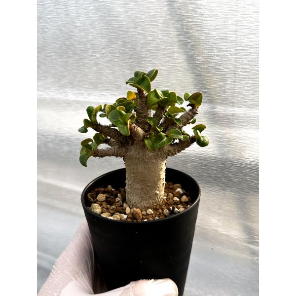 【園主おまかせ】アデニウム・獅子葉 葉巻 ドーセットホーン 3号鉢/Adenium DHA