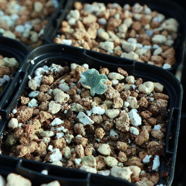 plant-brothers_p-e-titanopsoides plant-brothers_p-e-titanopsoides