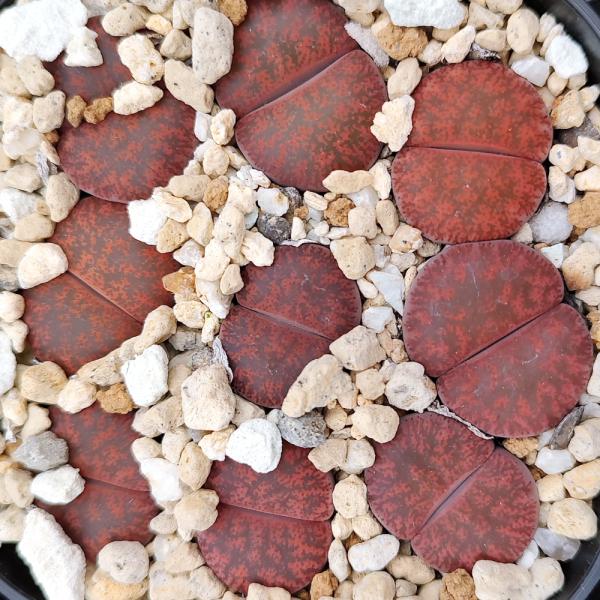 植物】抜き苗 リトープス・フレッドレッドヘッド 1個（鉢すべてでは