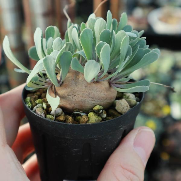 植物】鉢植 オトンナ・カカリオイデス 現地株 発根済み【希少