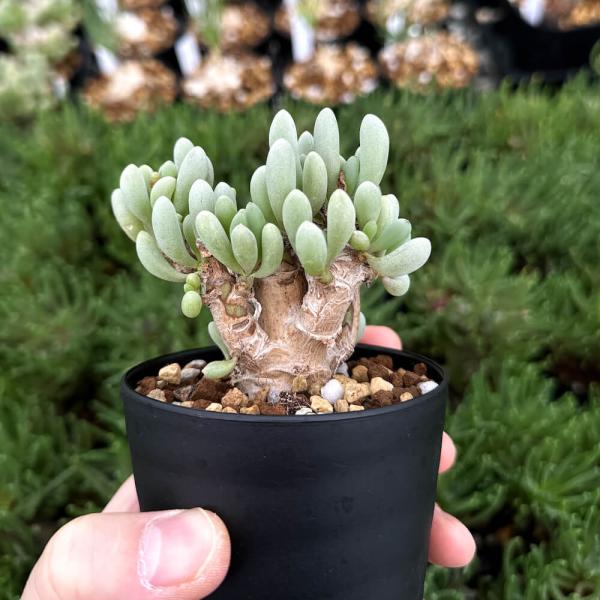 【植物】鉢植 オトンナ・クラビフォリア【3号鉢】 Othonna clavifolia