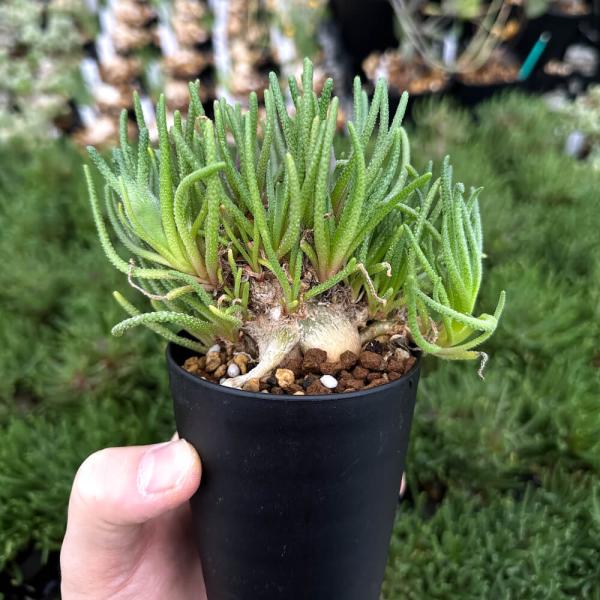 plant-brothers_p-p-resurgens