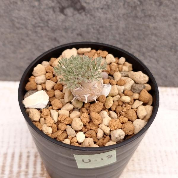 現品限り】サルコカウロン・ペニクリナム u18 202109 モンソニア