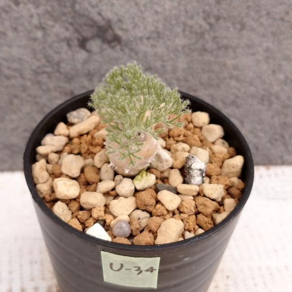 現品限り】サルコカウロン・ペニクリナム u34 202109 モンソニア