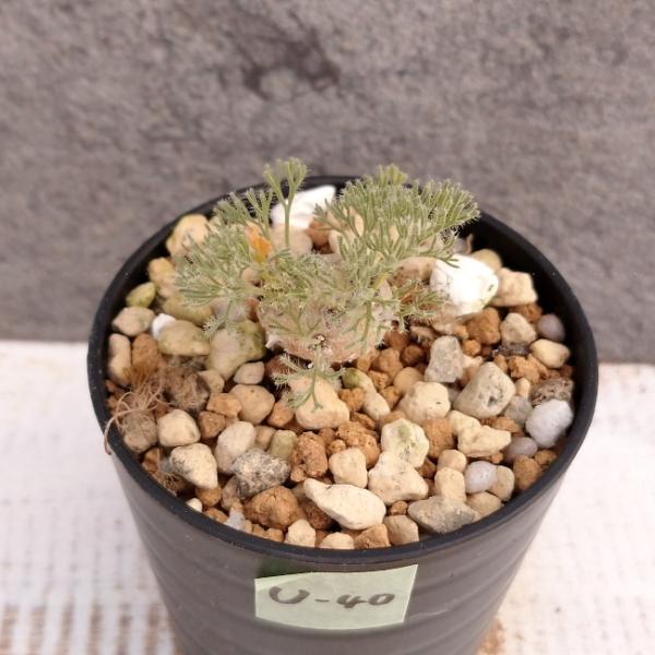 現品限り】サルコカウロン・ペニクリナム u40 202109 モンソニア