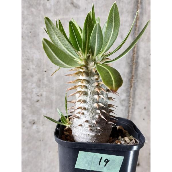 植物】パキポディウム・ホロンベンセ【D19】 Pachypodium horombense