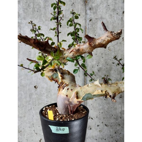 plant-brothers_plants220803aa10