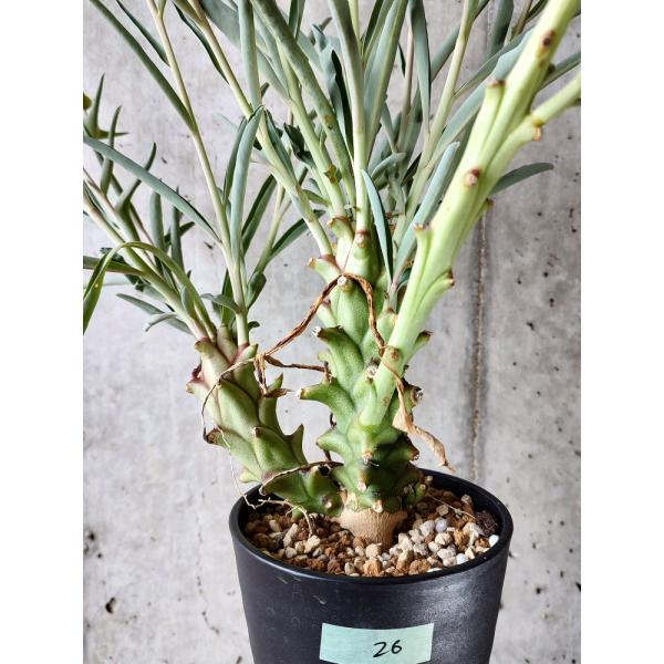 植物】ユーフォルビア・モンテロイ 柳葉キリン 発根済み【D26