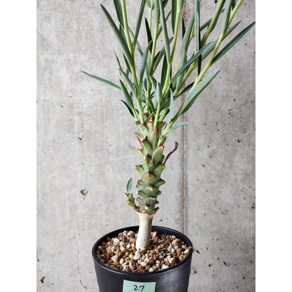 plant-brothers_plants220803d27