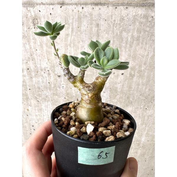 plant-brothers_plants221121c65