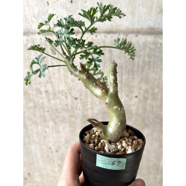 plant-brothers_plants221121c67