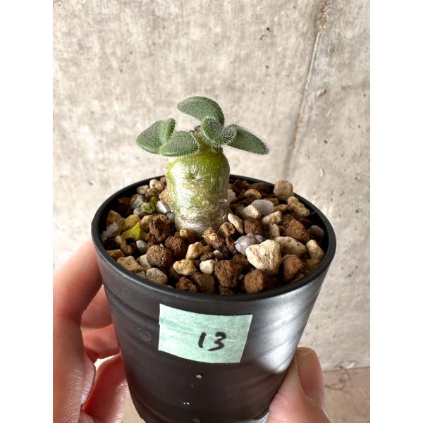 チレコドン　ノルティ　塊根植物 現品限り】チレコドン・ノルティ【G13】 Tylecodon nolteei【植物