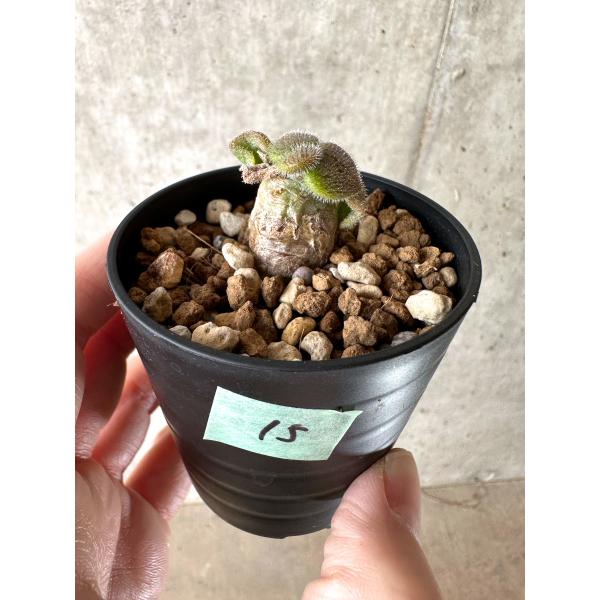 plant-brothers_plants230202g15