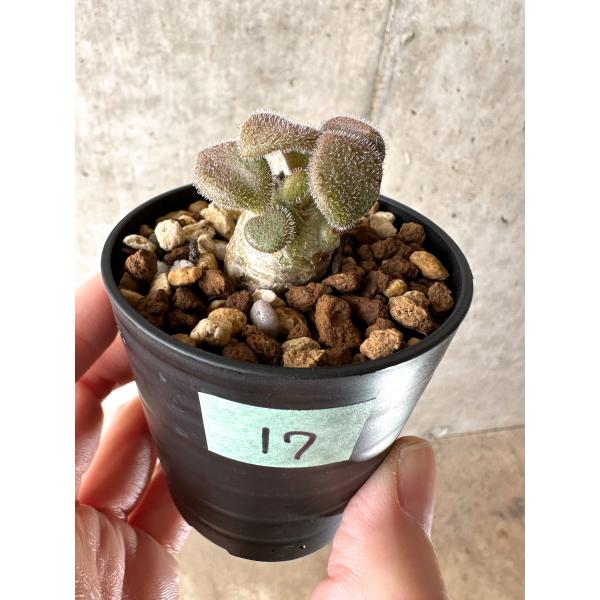 現品限り】チレコドン・ノルティ【G17】 Tylecodon nolteei【植物