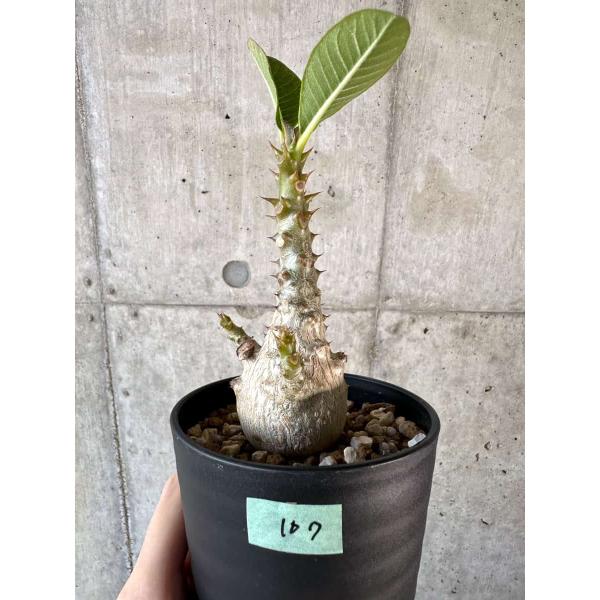 現品限り】パキポディウム・ウィンゾリー 実生【A107】 Pachypodium