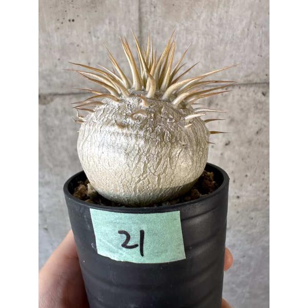 plant-brothers_plants230322a21